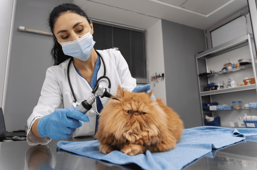 Gato en consulta en el centro veterinario CentralVet de Alcorcón