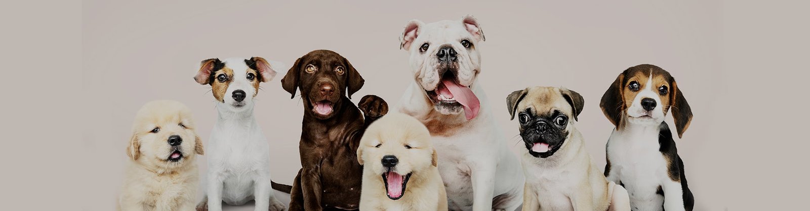 Contacto veterinario Alcorcón - Clínica Veterinaria CentralVet